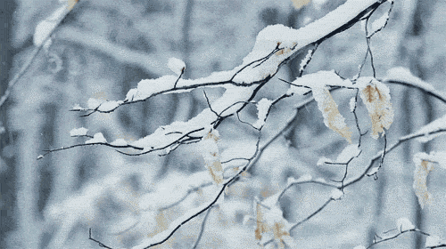 2.gif